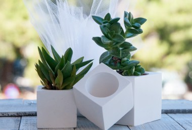 Μπομπονιέρα με Κασπώ και παχύφυτο σε σχήμα κύβου